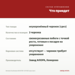 Бегония Клубневая NONSTOP JOY RED (срез/3шт) — что приедет