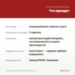 Бегония Клубневая NONSTOP JOY RED (срез/3шт) — что приедет