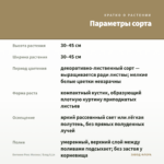 Бегония Рекс Мэсона / Блад 0,1л — параметры сорта