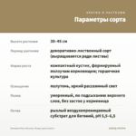 Бегония Рекс Мэсона / Блад (срез/1лист) — параметры сорта
