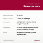 Бегония Solenia Dark Pink (0,1л) — параметры сорта