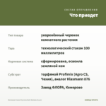 Бегония Соли-Мутата/Soli-Mutata (0,1л) — что приедет