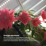 Бегония Соли-Мутата/Soli-Mutata (0,1л) — откуда растение: вертикальная ферма Завода ФЛОРА в Кемерово