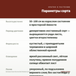 Бегония Соли-Мутата/Soli-Mutata (0,1л) — параметры сорта