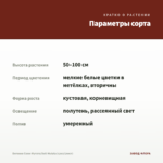 Бегония Соли-Мутата/Soli-Mutata (срез/1лист) — параметры сорта