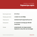 Бегония вечноцветущая Bella (0,1л) — параметры сорта