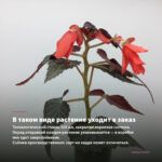 Бегония Вечноцветущая Double Cherry Blossom (0,1л.) — в таком виде растение уходит в заказ