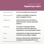Бегония Вечноцветущая Double Cherry Blossom (0,1л.) — параметры сорта