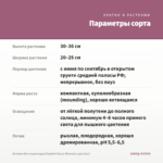 Бегония Вечноцветущая Doublet Cherry Blossom (срез/3шт) — параметры сорта