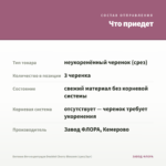 Бегония Вечноцветущая Doublet Cherry Blossom (срез/3шт) — что приедет