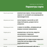 Бегония вечноцветущая Doublet White (0,1л) — параметры сорта