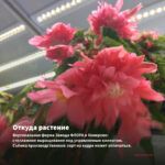 Бегония вечноцветущая Gumdrop Coco Rеd (срез/3шт) — откуда растение: вертикальная ферма Завода ФЛОРА в Кемерово
