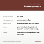 Бегония вечноцветущая Gumdrop Coco Rose (0,1л) — параметры сорта