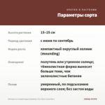 Бегония вечноцветущая Gumdrop Coco Rose (срез/3шт) — параметры сорта