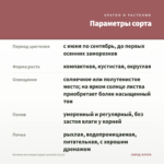 Бегония вечноцветущая Lucenets (0,1л) — параметры сорта