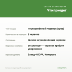 Бегония вечноцветущая Лученец (срез/3шт) — что приедет