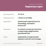 Бегония вечноцветущая Queen Double Pink (0,1л) — параметры сорта