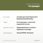 Бересклет Вьющийся Emerald Gaiety — что приедет