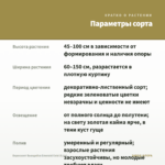Бересклет Вьющийся Emerald Gold (0,1л) — параметры сорта