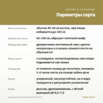 Бересклет Вьющийся Emerald Gold (0,1л) — параметры сорта