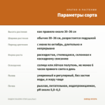 БИДЕНС BLAZING STAR (срез/5шт) — параметры сорта
