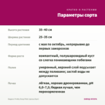 Биденс Pretty Deep Pink (срезы/5шт) — параметры сорта