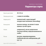 Биденс PRETTY IN PINK (срез/5шт.) — параметры сорта
