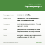 Биденс Taka Tuka White Yellow (срез/5шт) — параметры сорта