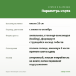 Биденс White Delight (срезы/5шт) — параметры сорта