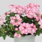 Вербена Blues Light Pink от Завода ФЛОРА
