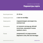 Брахикома Brasco Violet (0,1л) — параметры сорта