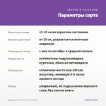 Брахикома Brasco Violet (срез/5шт) — параметры сорта