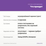 Брахикома Brasco Violet (срез/5шт) — что приедет