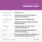 Брахикома Fresco Candy (срезы/5шт) — параметры сорта