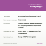 Брахикома Fresco Candy (срезы/5шт) — что приедет