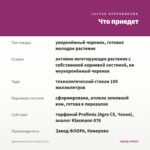 Брахикома Fresco Purple (0,1л.) — что приедет