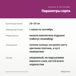 Брахикома Fresco Purple (срезы/5шт) — параметры сорта