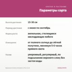 Брахикома Surdaisy Strawberry Pink (0,1л) — параметры сорта