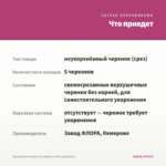 Брахикома Surdaisy Strawberry Pink (срез/5шт) — что приедет