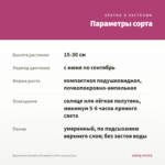 Брахикома Surdaisy Strawberry Pink (срезы/5шт) — параметры сорта