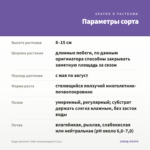 Будра Депплет Лайт плющевидная (0,1л.) — параметры сорта
