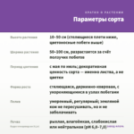 Будра плющевидная (0,1л) — параметры сорта