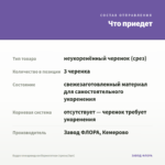 Будра плющевидная Вариегатная (срезы/3шт) — что приедет