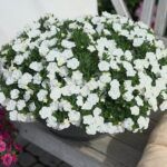 Калибрахоа Oro double White от Завода ФЛОРА