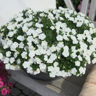 Калибрахоа Oro double White от Завода ФЛОРА