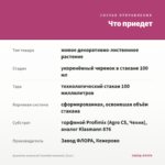 Цианотис кьюсский (Cyanotis kewensis) (0,1л.) — что приедет