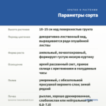 Цианотис Сомалийский (0,1л) — параметры сорта