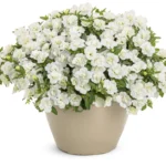 Калибрахоа MiniFamous Uno Double White ’22 от Завода ФЛОРА