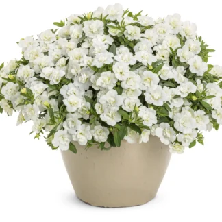 Калибрахоа MiniFamous Uno Double White ’22 от Завода ФЛОРА
