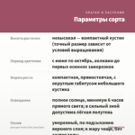 Диасция Trinity Pink (срез/5шт) — параметры сорта